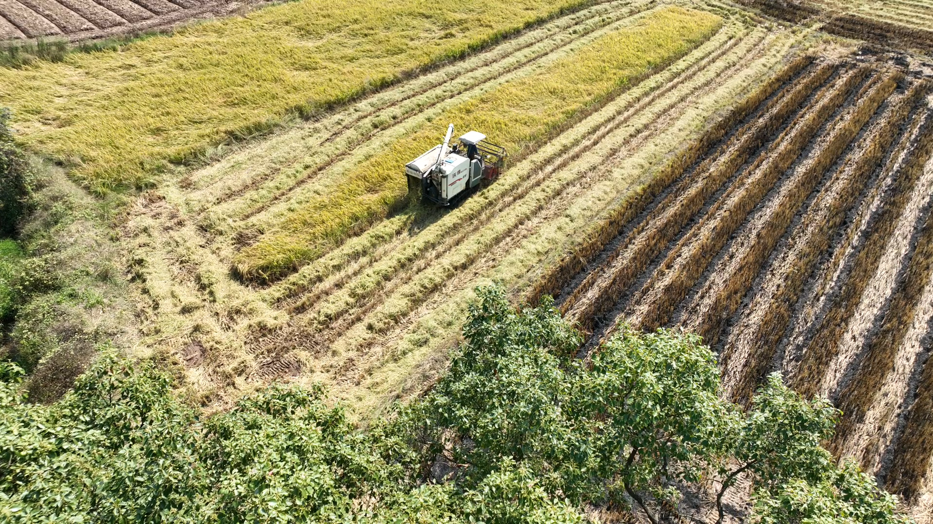 乡村振兴照片.png